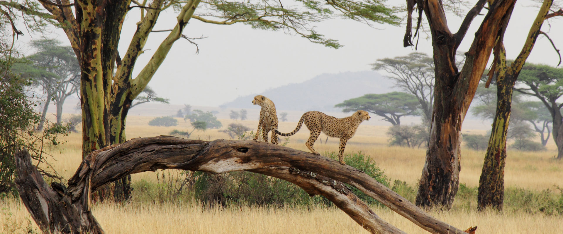 Serengeti National Park