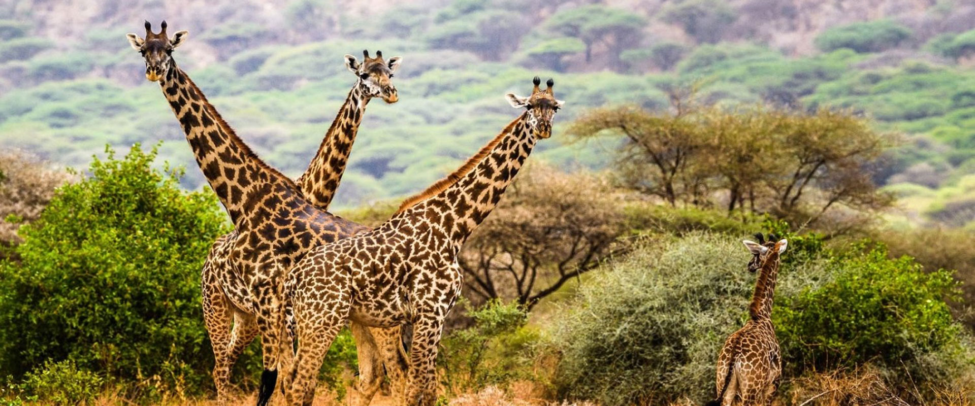 Tanzania Safari Tours